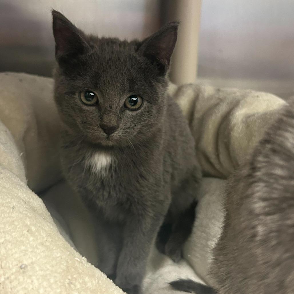 GMC Canyon, Adoptable, Kitten Male Domestic Short Hair.