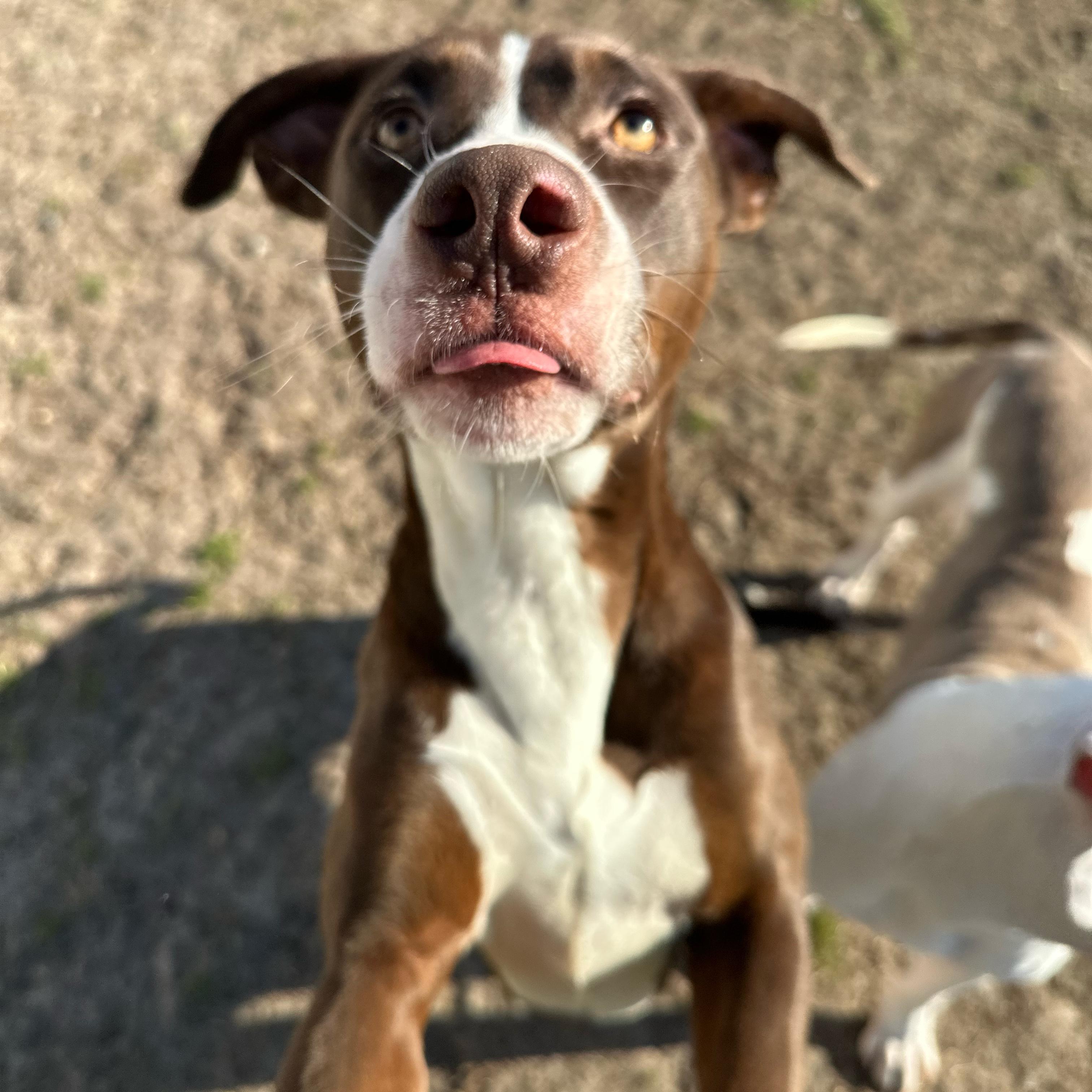 Champion, an adoptable mixed breed in Valdosta, GA image 6/6