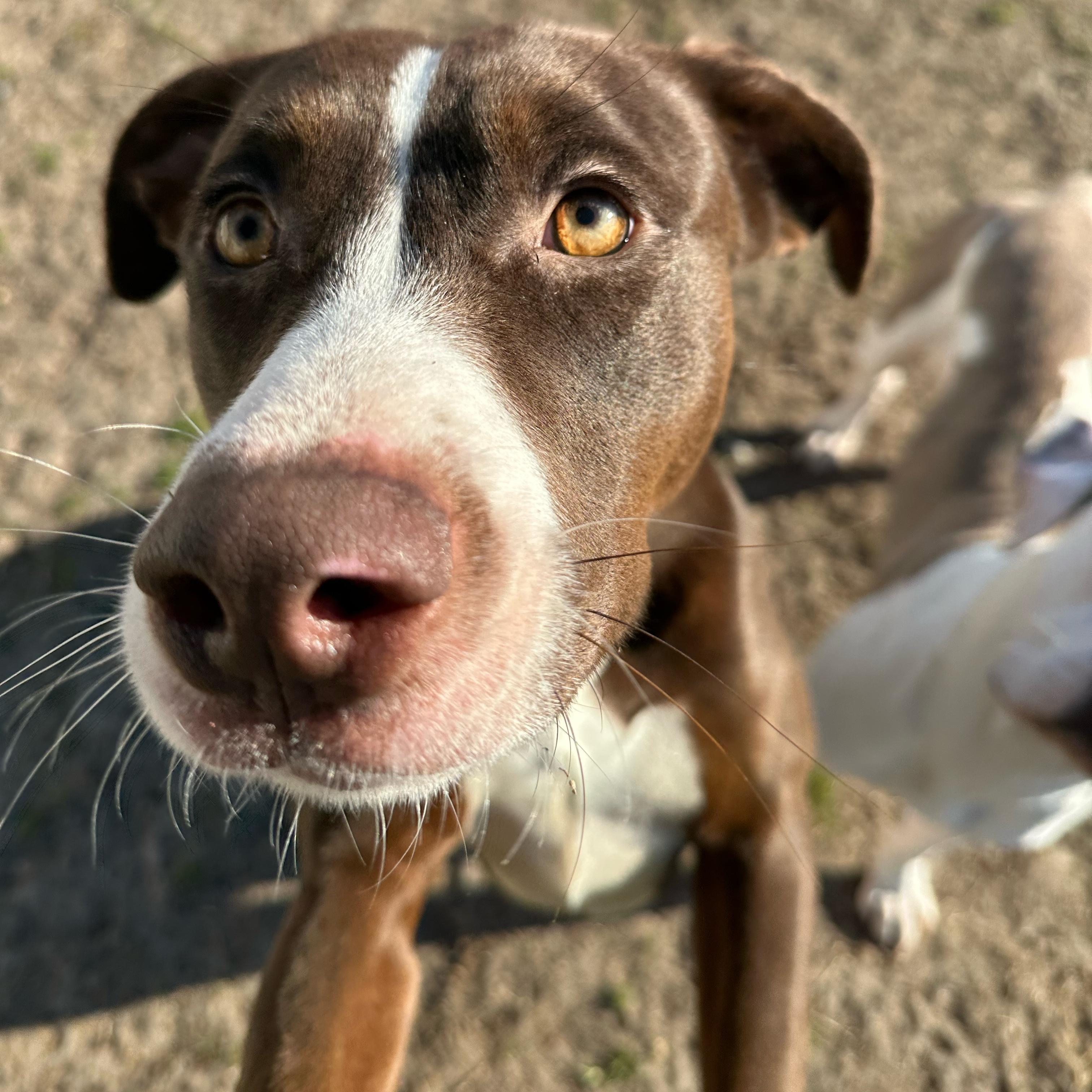 Champion, an adoptable mixed breed in Valdosta, GA image 5/6