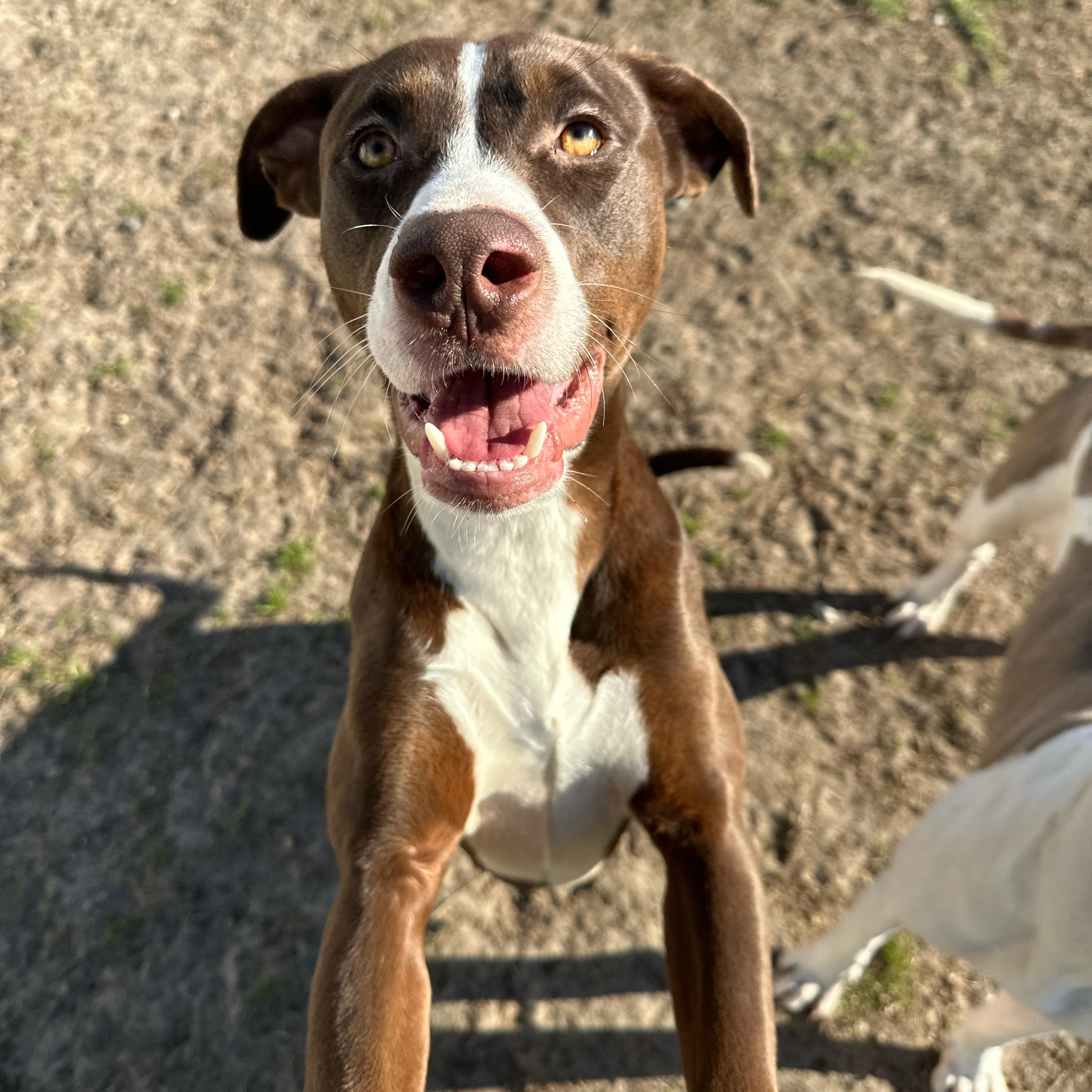 Champion, adoptable, Puppy Male Pit Bull Terrier & Shepherd.