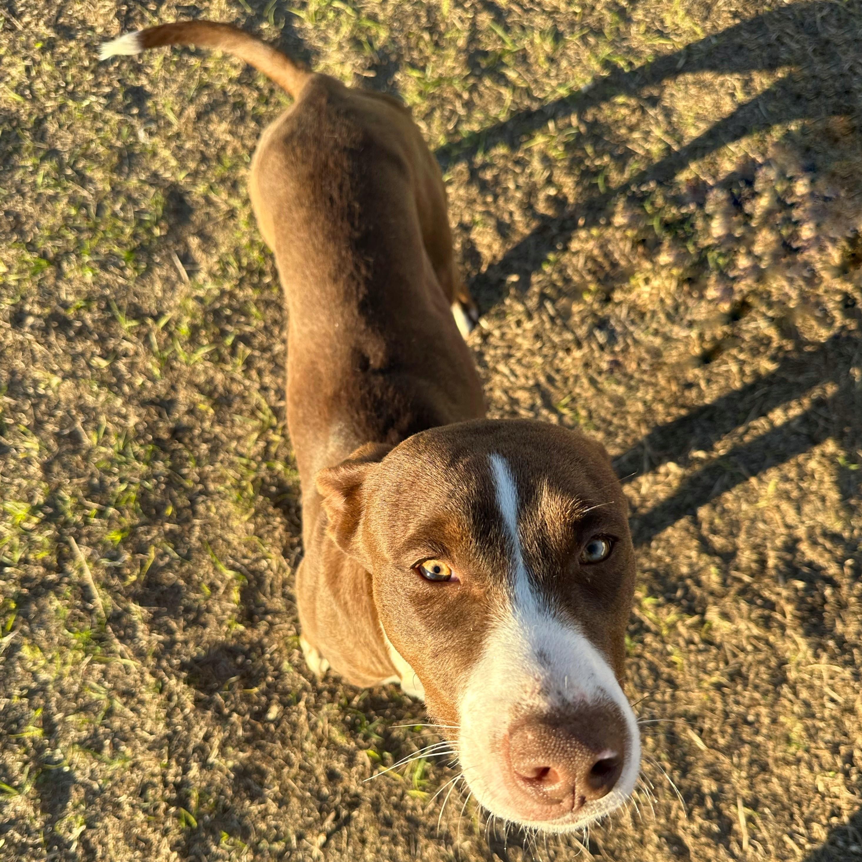 Champion, ADOPTABLE, Puppy Male Pit Bull Terrier & Shepherd.