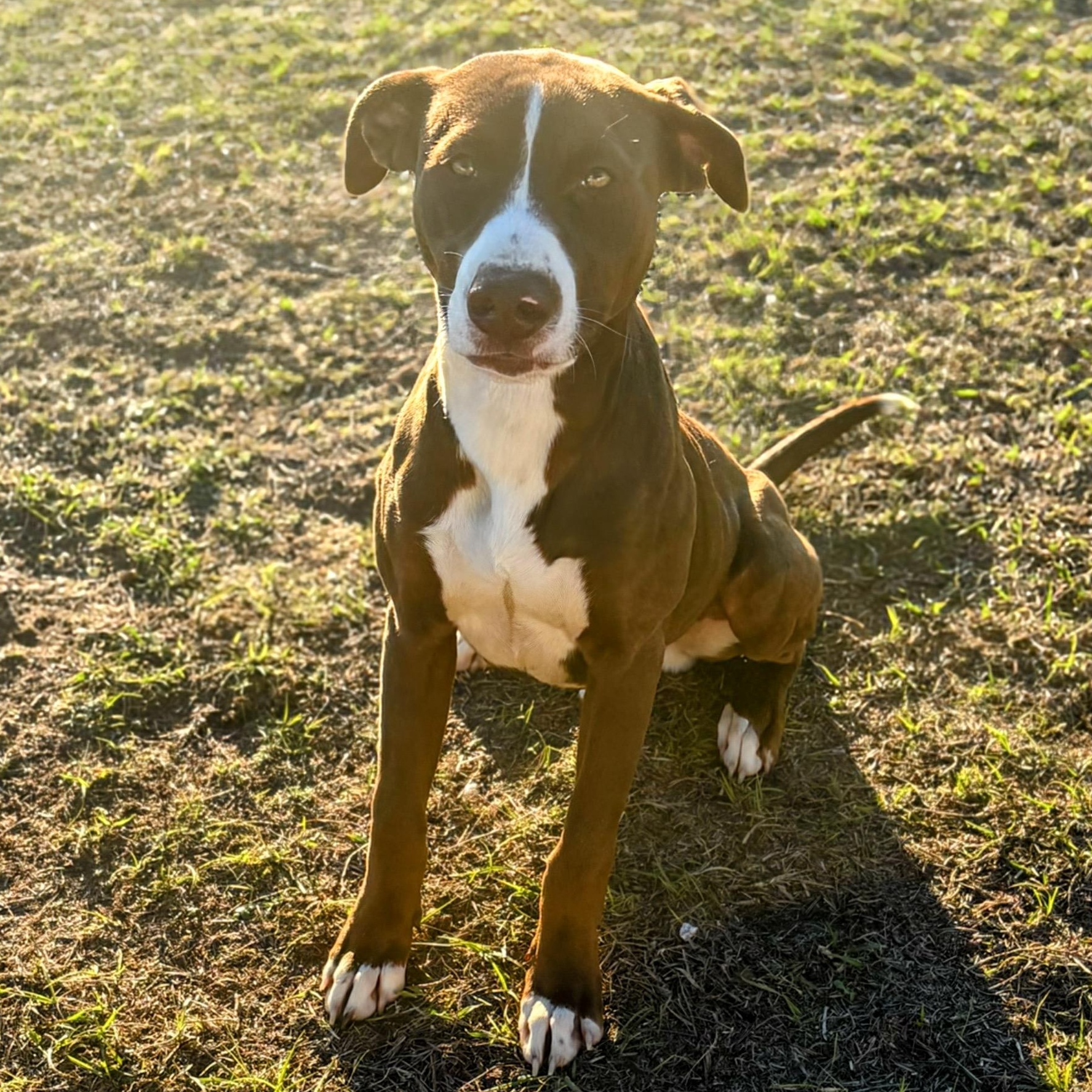 Enlarge Champion, a ADOPTABLE mixed breed in Valdosta, GA image 2/3