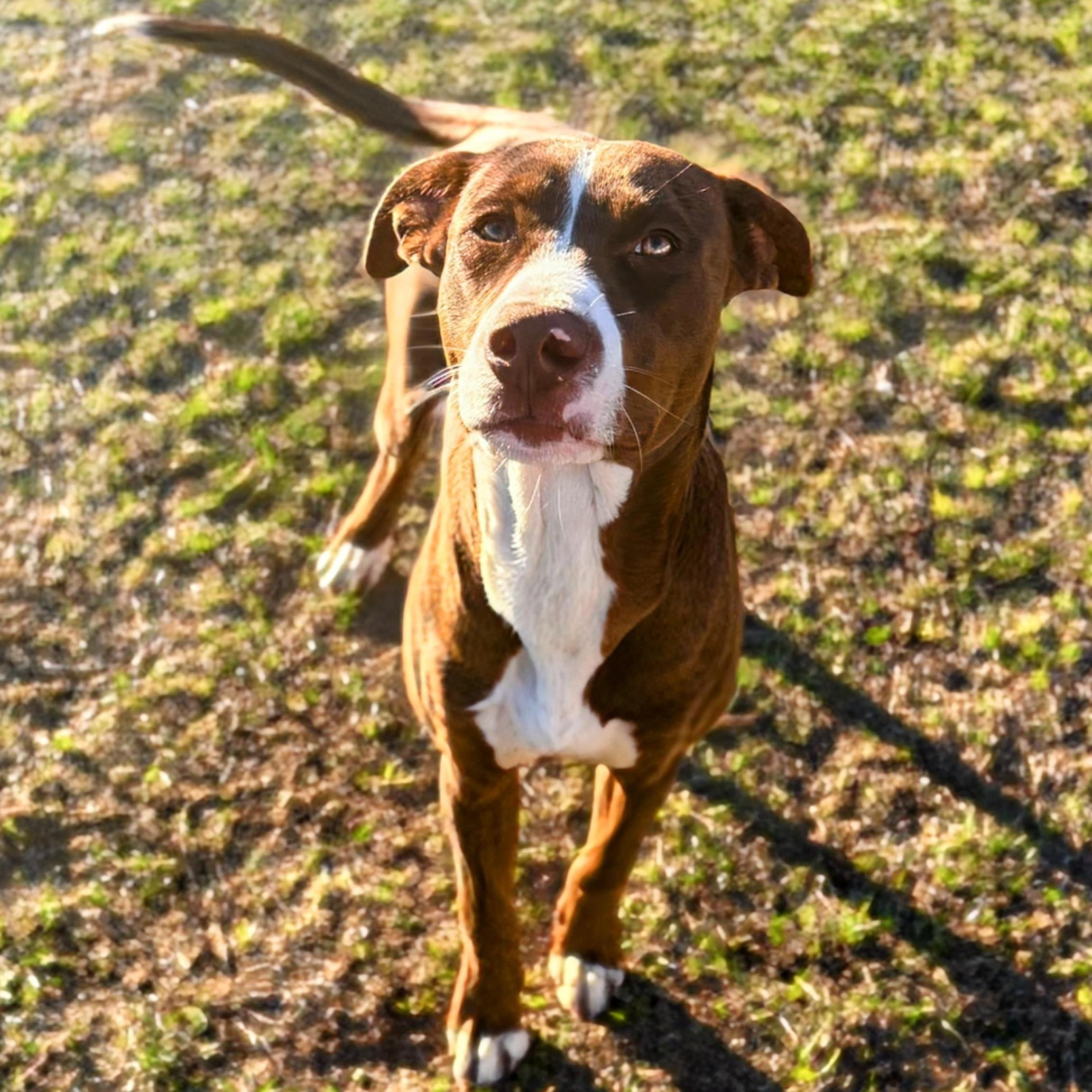 Enlarge Champion, a ADOPTABLE mixed breed in Valdosta, GA image 3/3