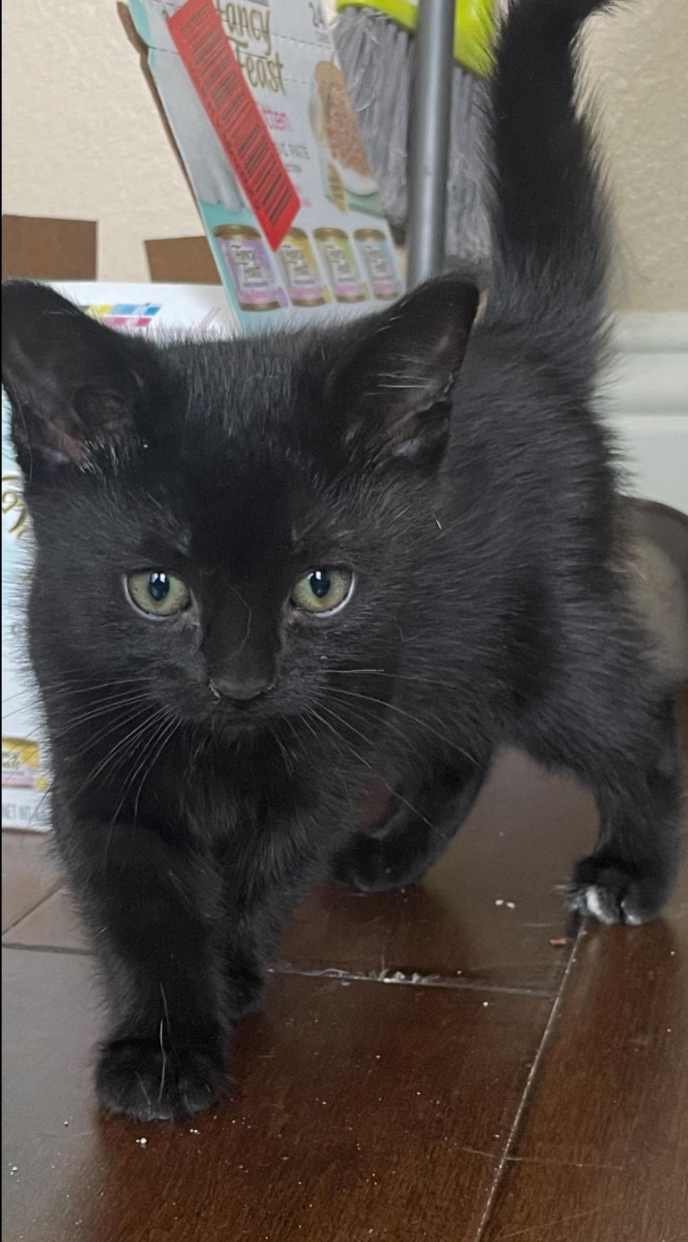 Tippy, Baby Female Domestic Short Hair