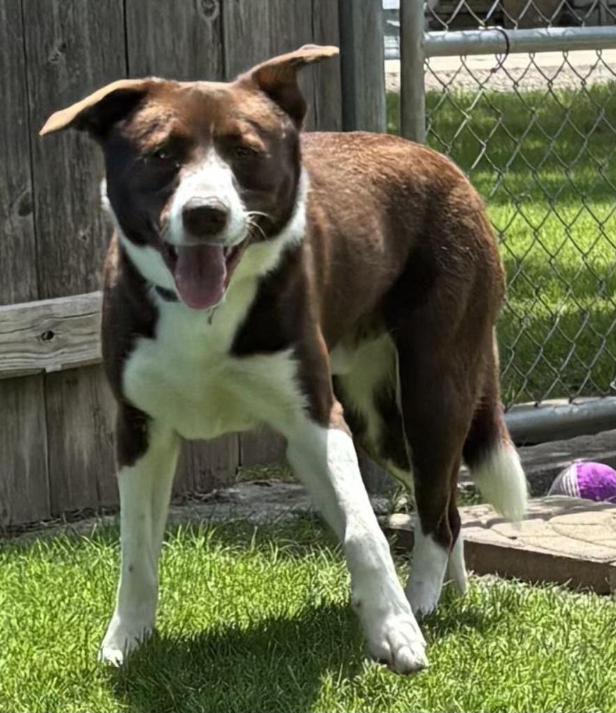 Pratt, Adoptable, Young Male German Shorthaired Pointer & Labrador Retriever.