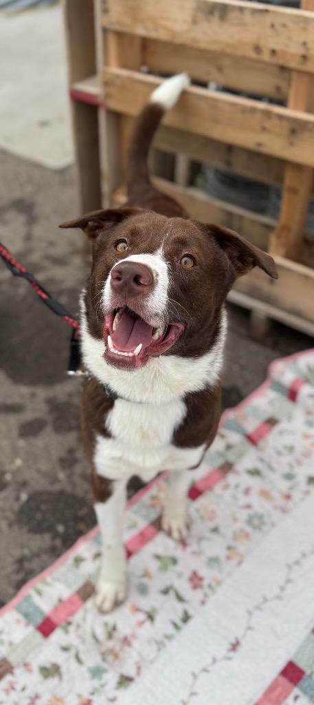 Enlarge Pratt, a Adoptable mixed breed in Great Bend, KS image 2/3