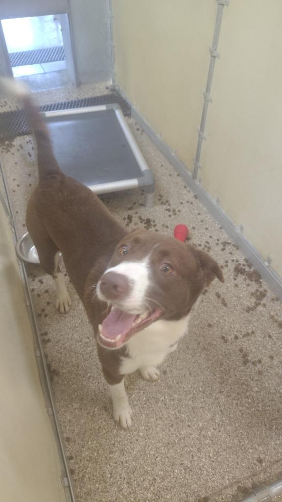 Enlarge Pratt, a Adoptable mixed breed in Great Bend, KS image 2/2