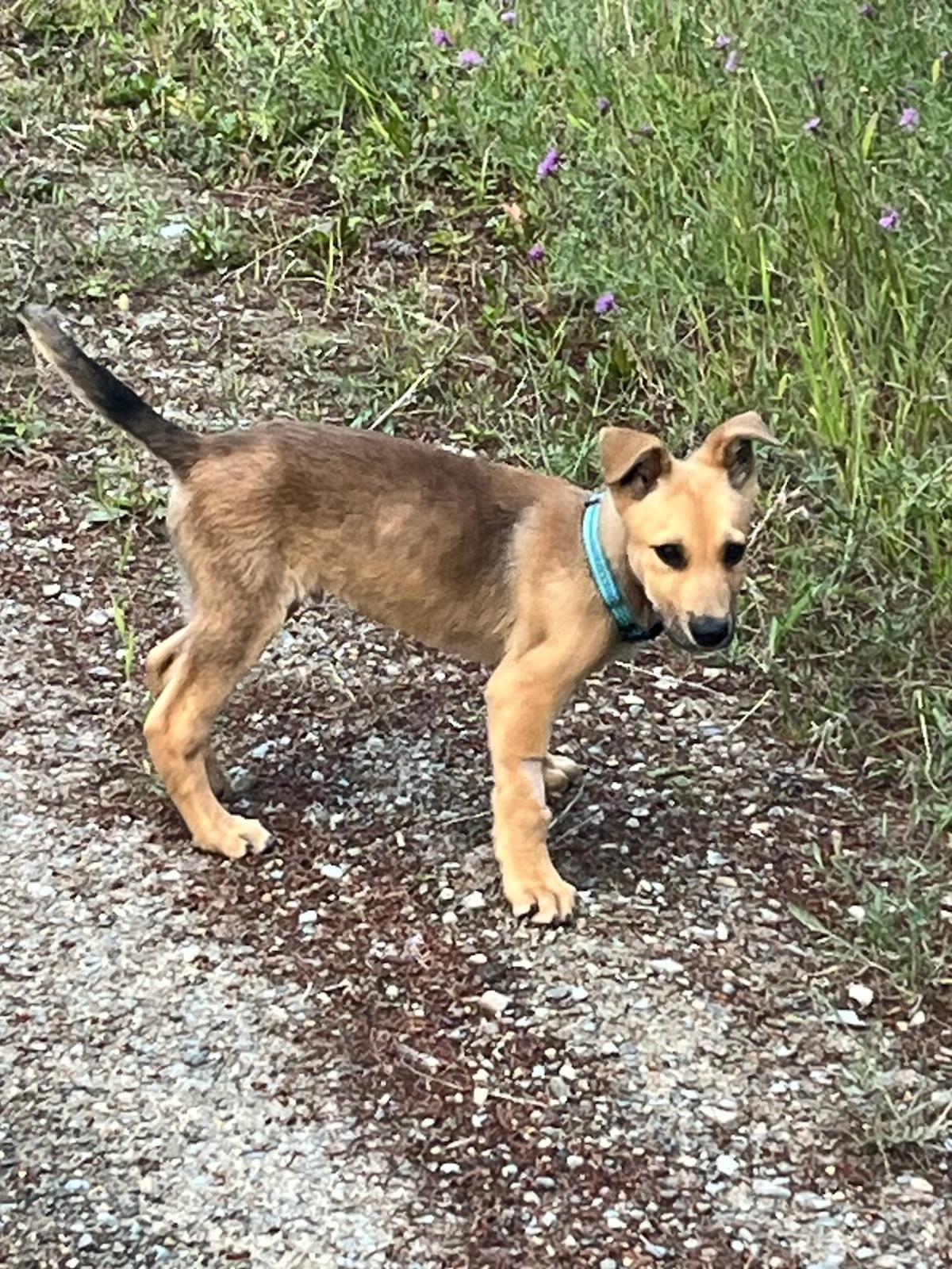 Koda, an adoptable German Shepherd Dog in Polson, MT, 59860 | Photo Image 2
