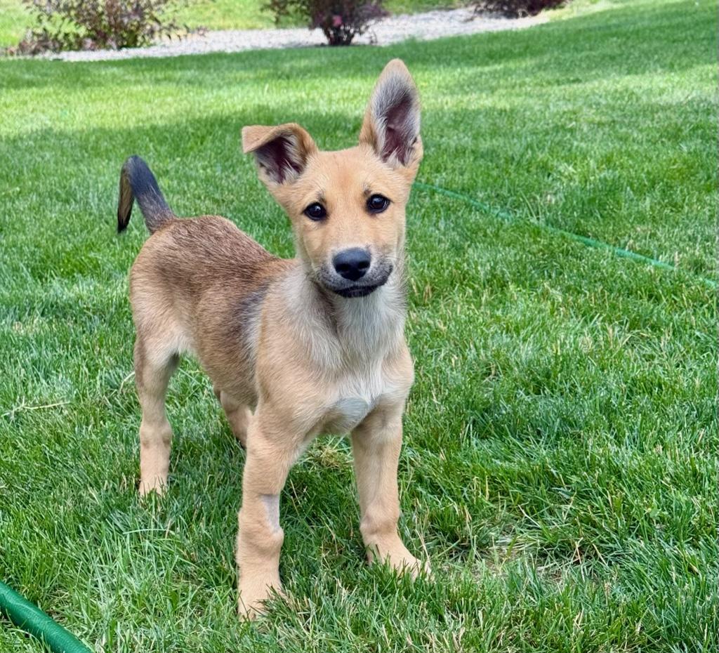 Koda, an adoptable German Shepherd Dog in Polson, MT, 59860 | Photo Image 1