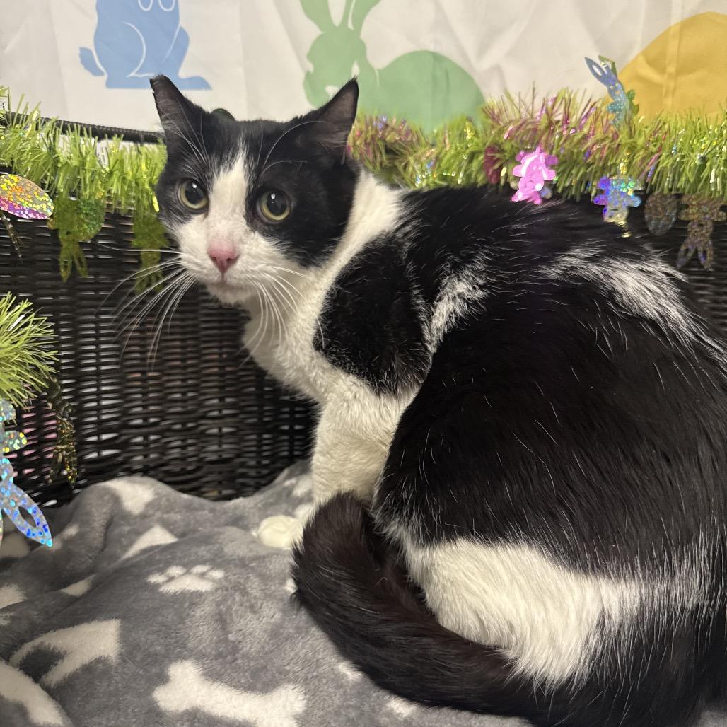 Boss, Adoptable, Senior Male Domestic Short Hair & Domestic Short Hair.