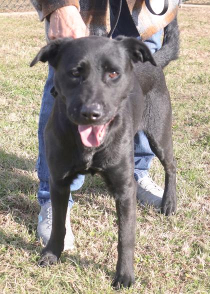 Faith, Adoptable, Young Female Retriever & Mixed Breed.