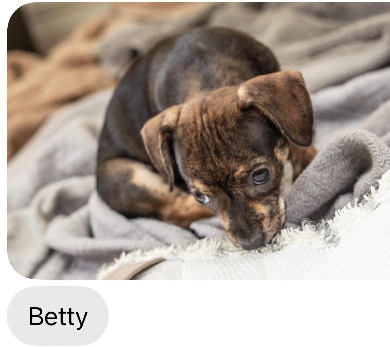Betty, Adoptable, Puppy Female Chihuahua.