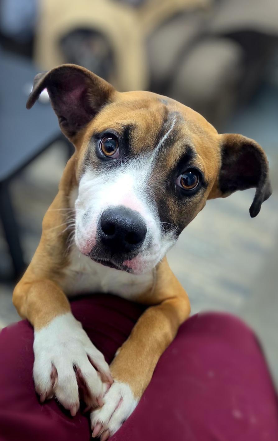 Bruno, ADOPTABLE, Young Male Mixed Breed.