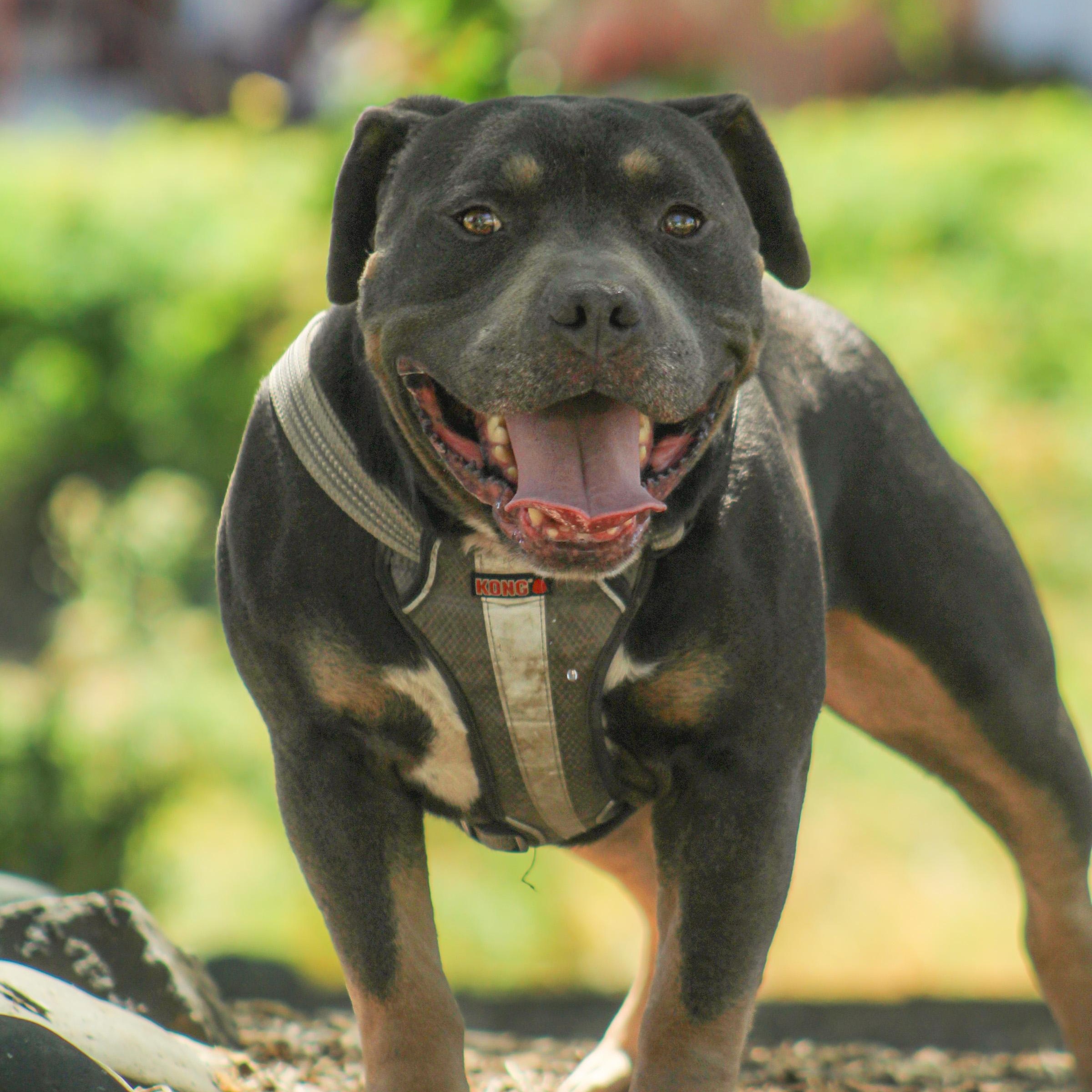 Enlarge Canelo, a Adoptable mixed breed in Seattle, WA image 1/5