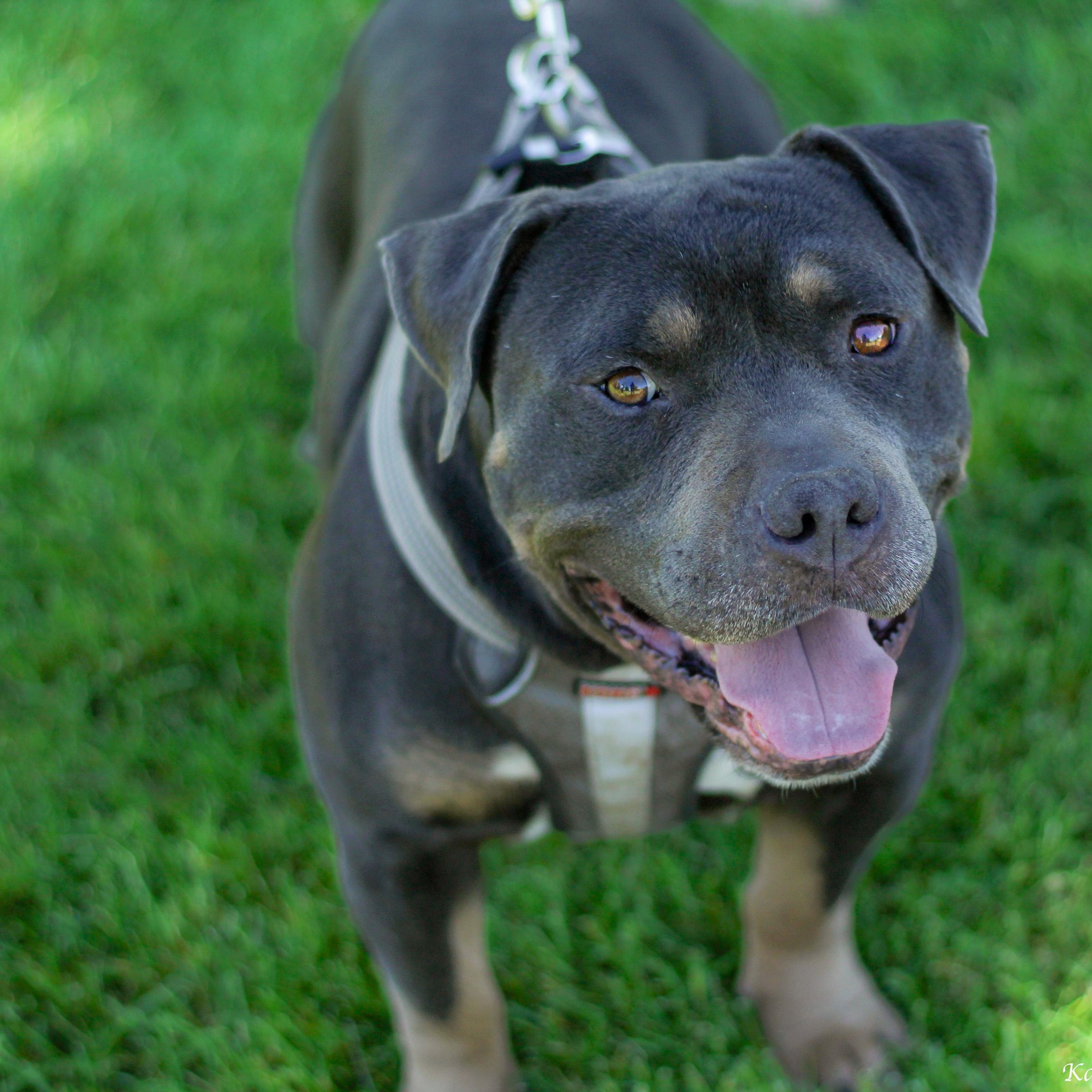 Enlarge Canelo, a Adoptable mixed breed in Seattle, WA image 2/5