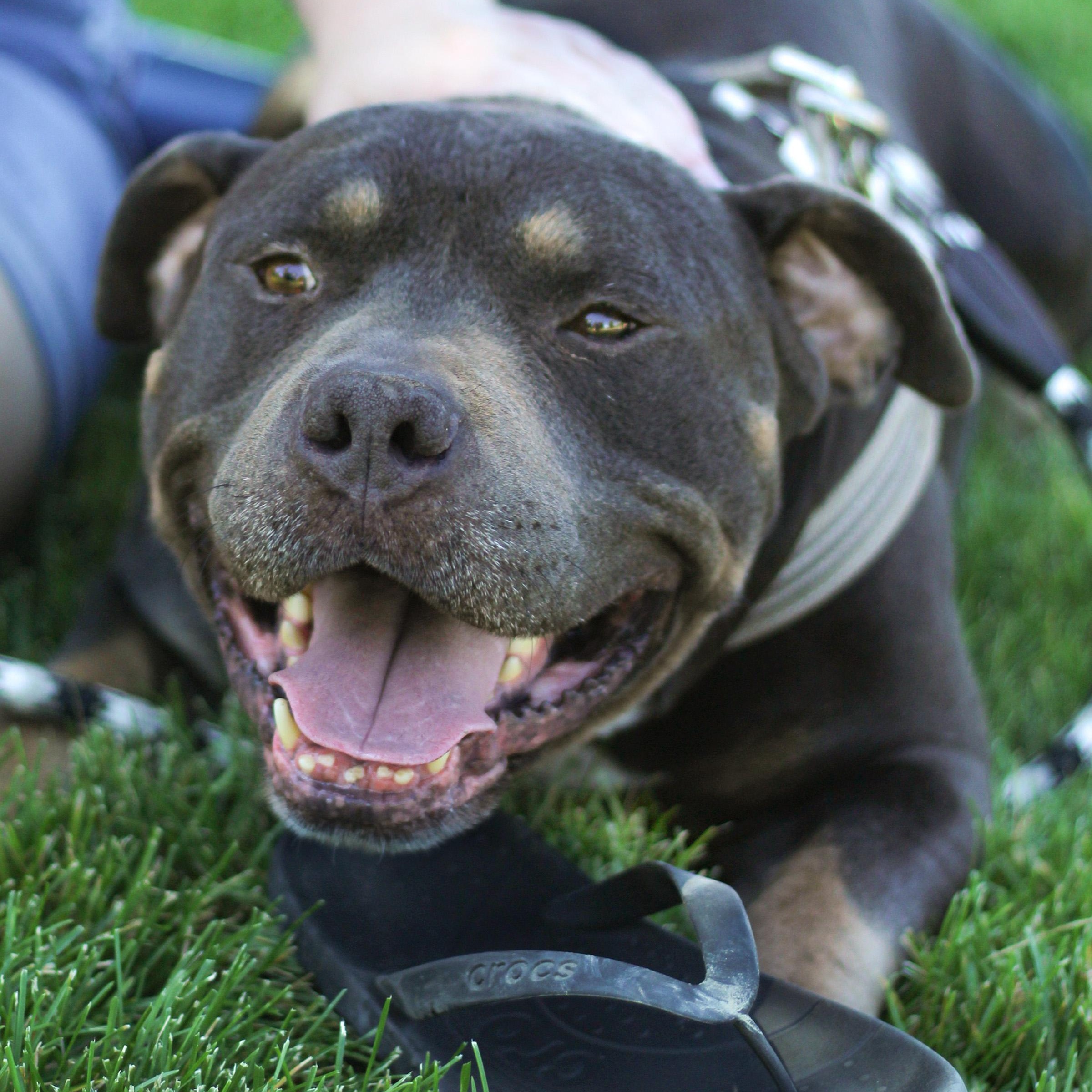Enlarge Canelo, a Adoptable mixed breed in Seattle, WA image 3/5