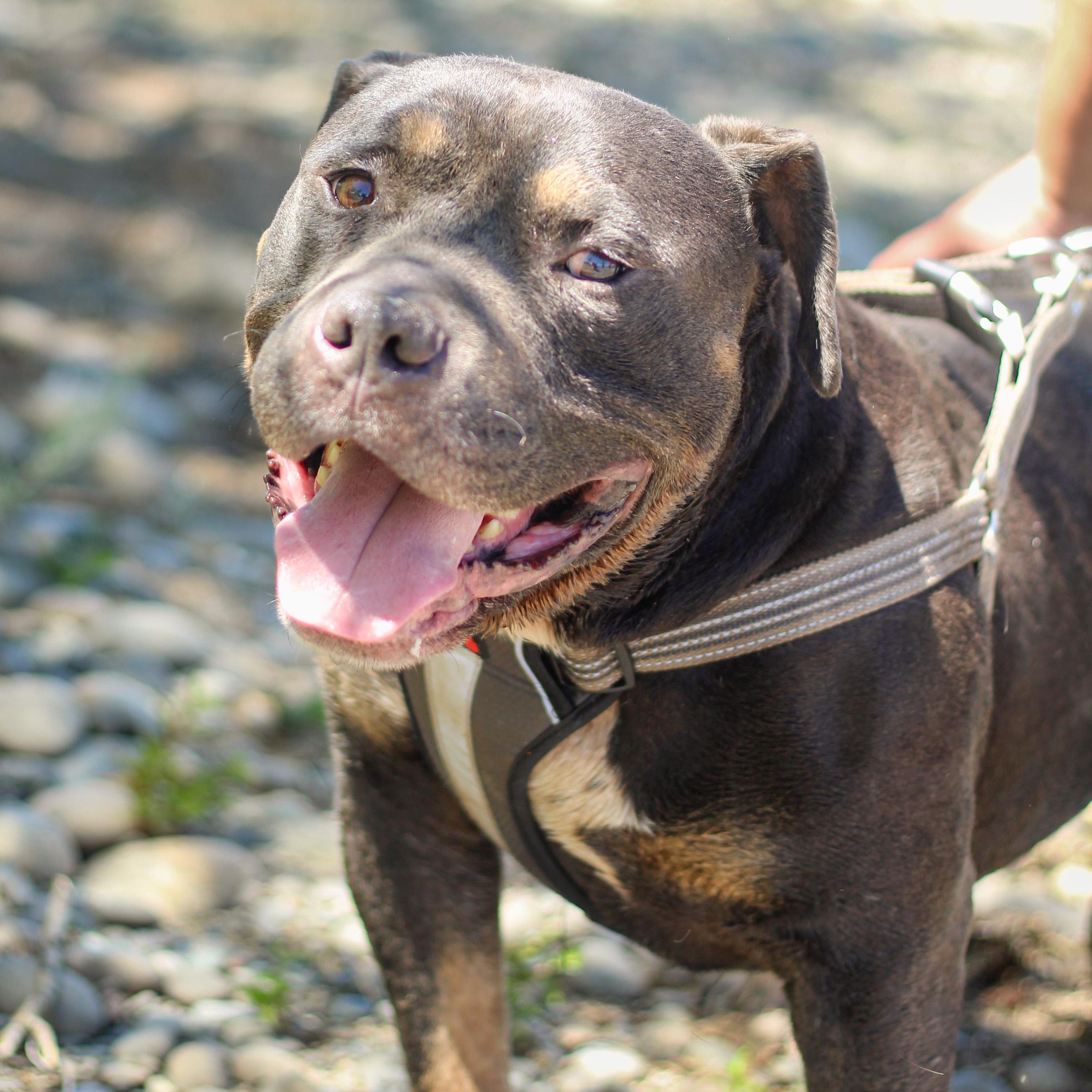 Enlarge Canelo, a Adoptable mixed breed in Seattle, WA image 4/5