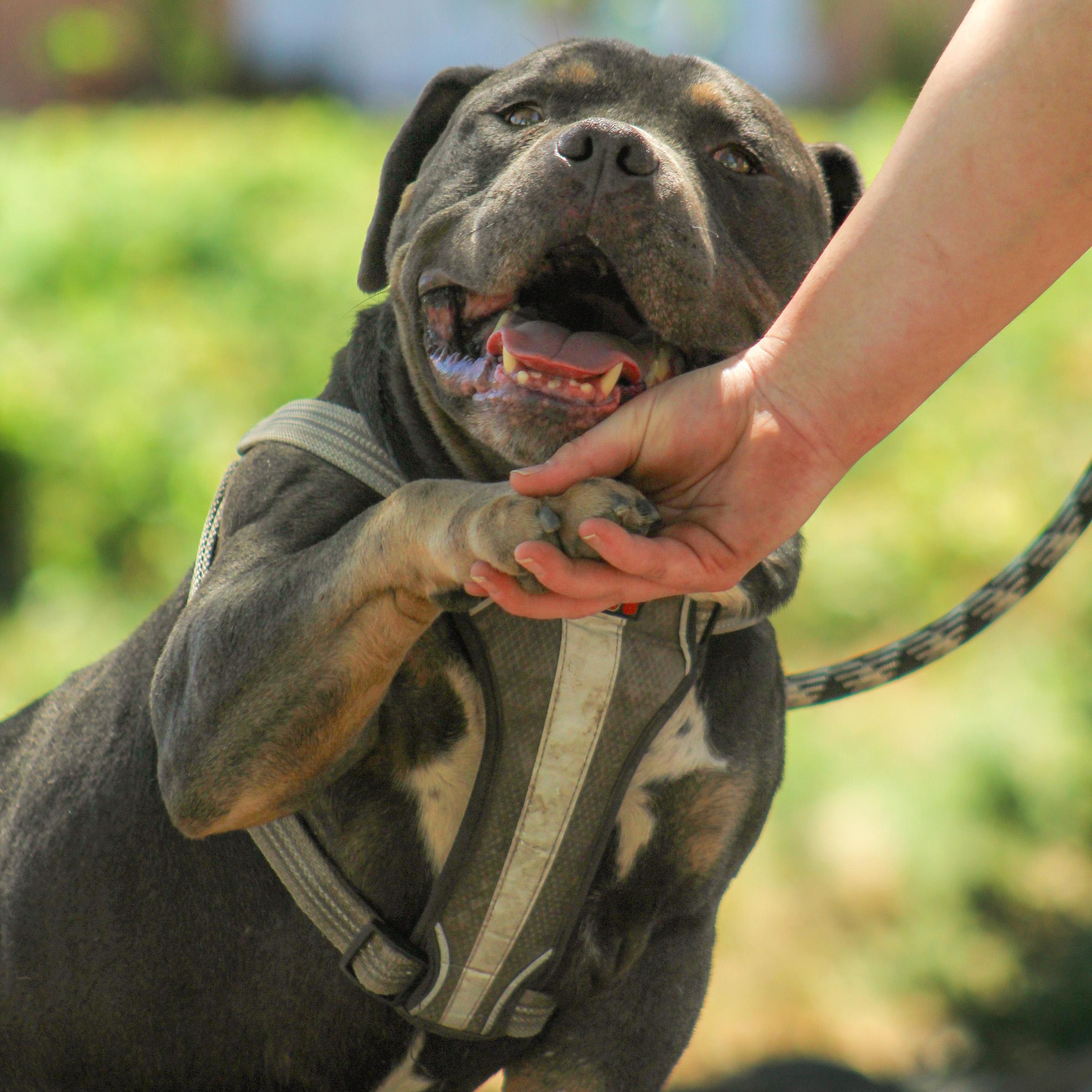 Enlarge Canelo, a Adoptable mixed breed in Seattle, WA image 5/5