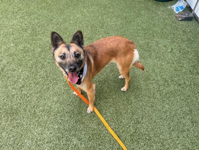 GLORIA, Adoptable, Young Female Chihuahua & Mixed Breed.