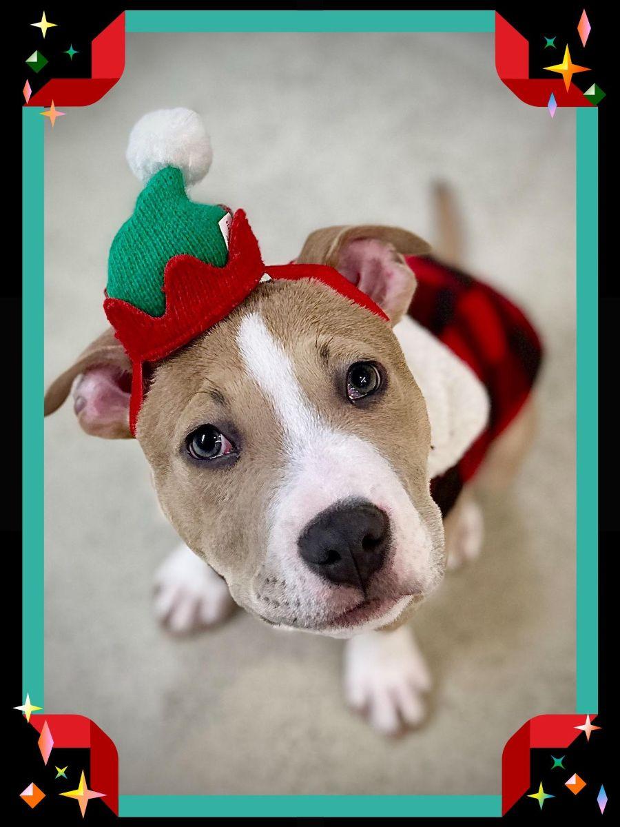 Enlarge Carmine- #49783, an adoptable American Bully in Columbia, MD image 1/6