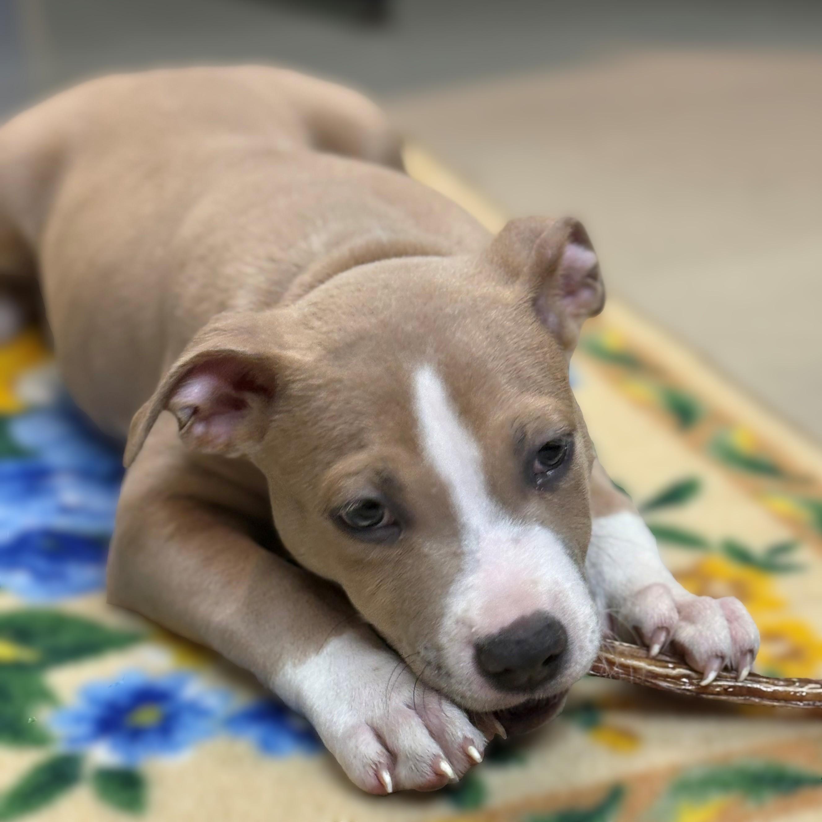 Enlarge Carmine- #49783, an adoptable American Bully in Columbia, MD image 3/3