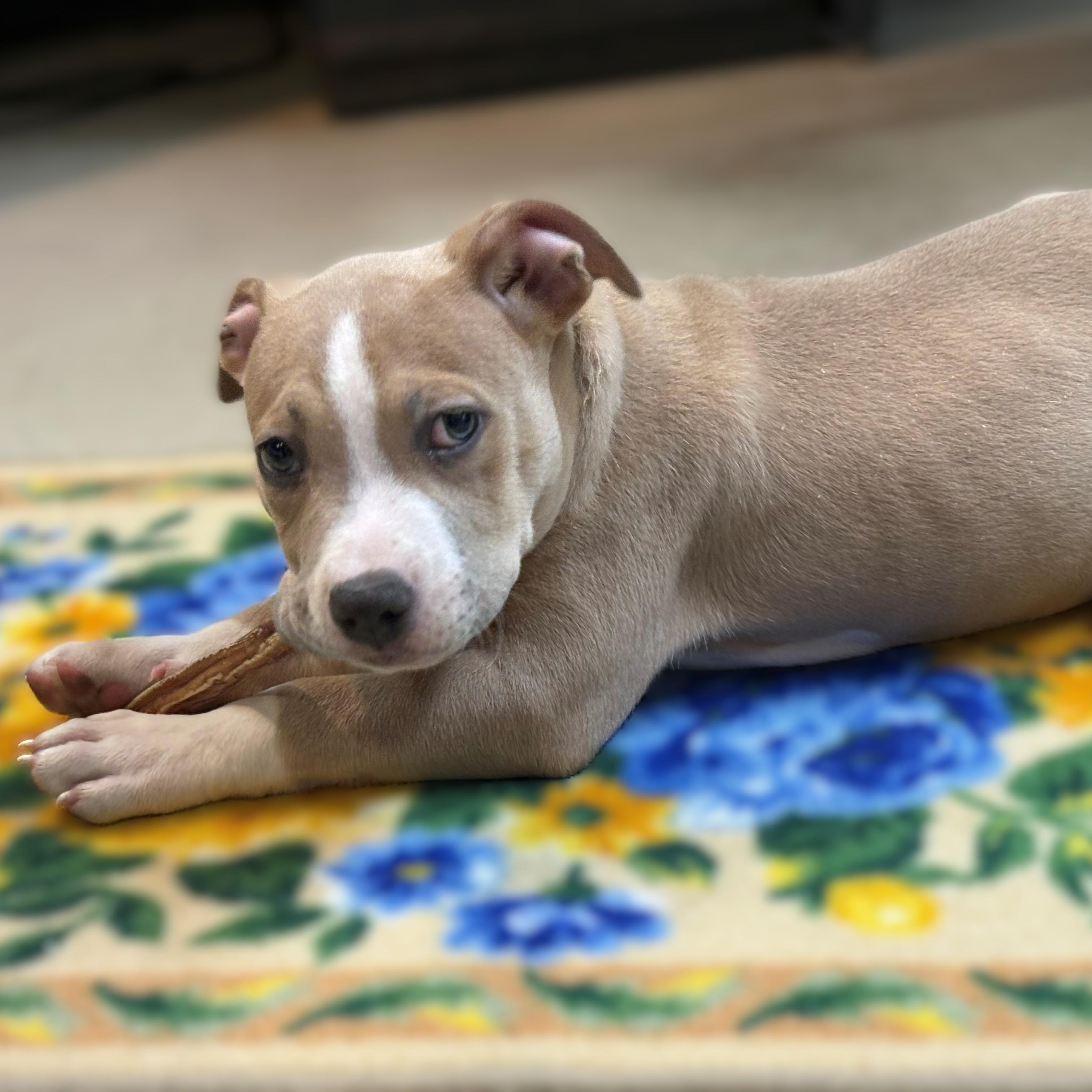 Enlarge Carmine- #49783, an adoptable American Bully in Columbia, MD image 2/3