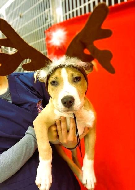 Enlarge Carmine- #49783, an adoptable American Bully in Columbia, MD image 6/6