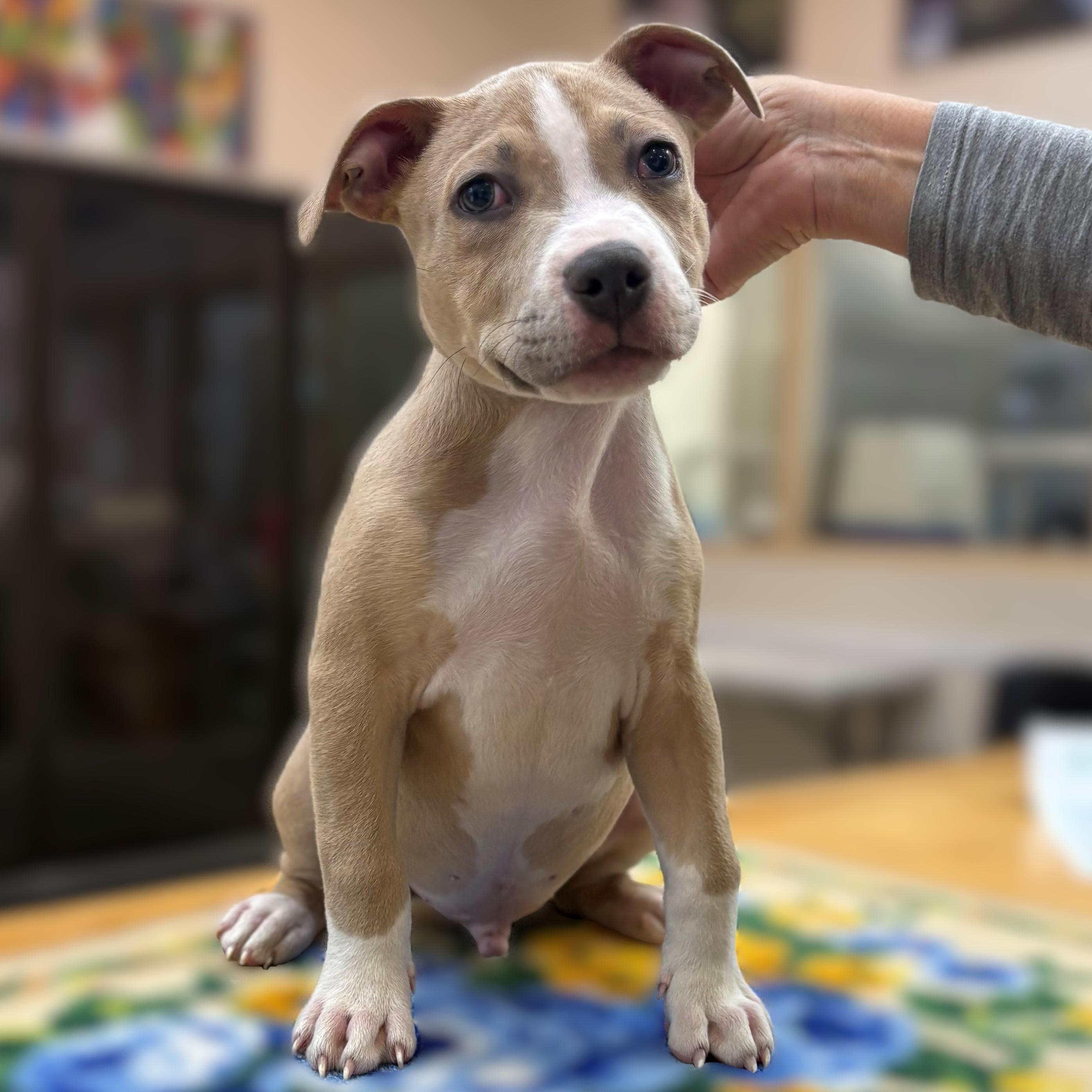Carmine- #49783, adoptable, Puppy Male American Bully.