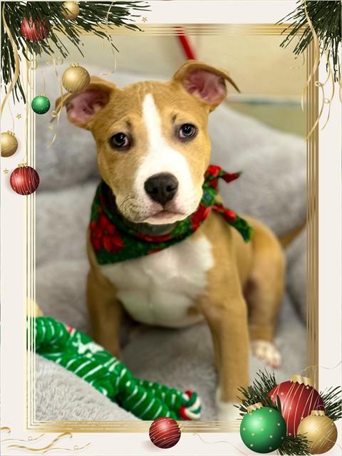 Carmine- #49783, adoptable, Puppy Male American Bully.