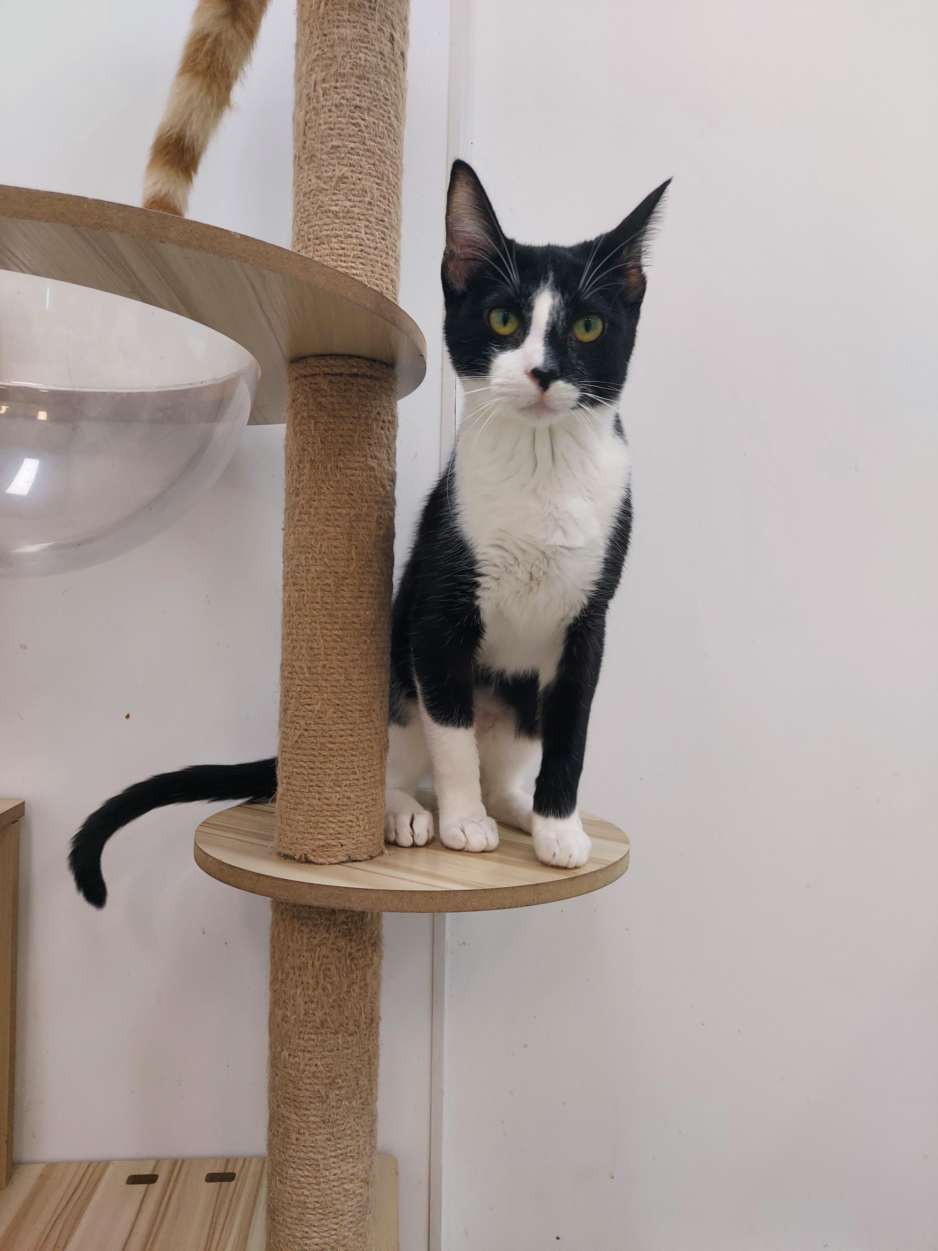 Betty, a Adoptable Domestic Short Hair in chino, CA image 2/6