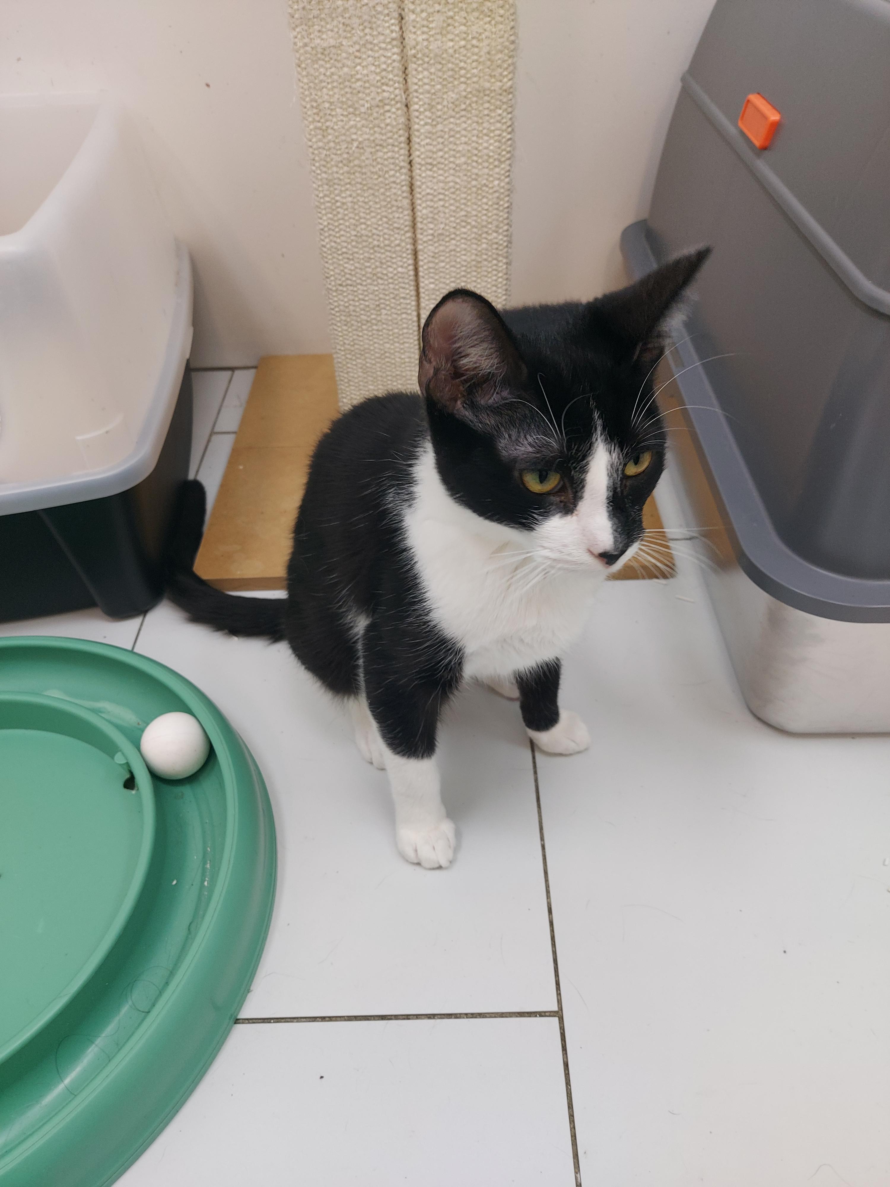 Betty, a Adoptable Domestic Short Hair in chino, CA image 5/6