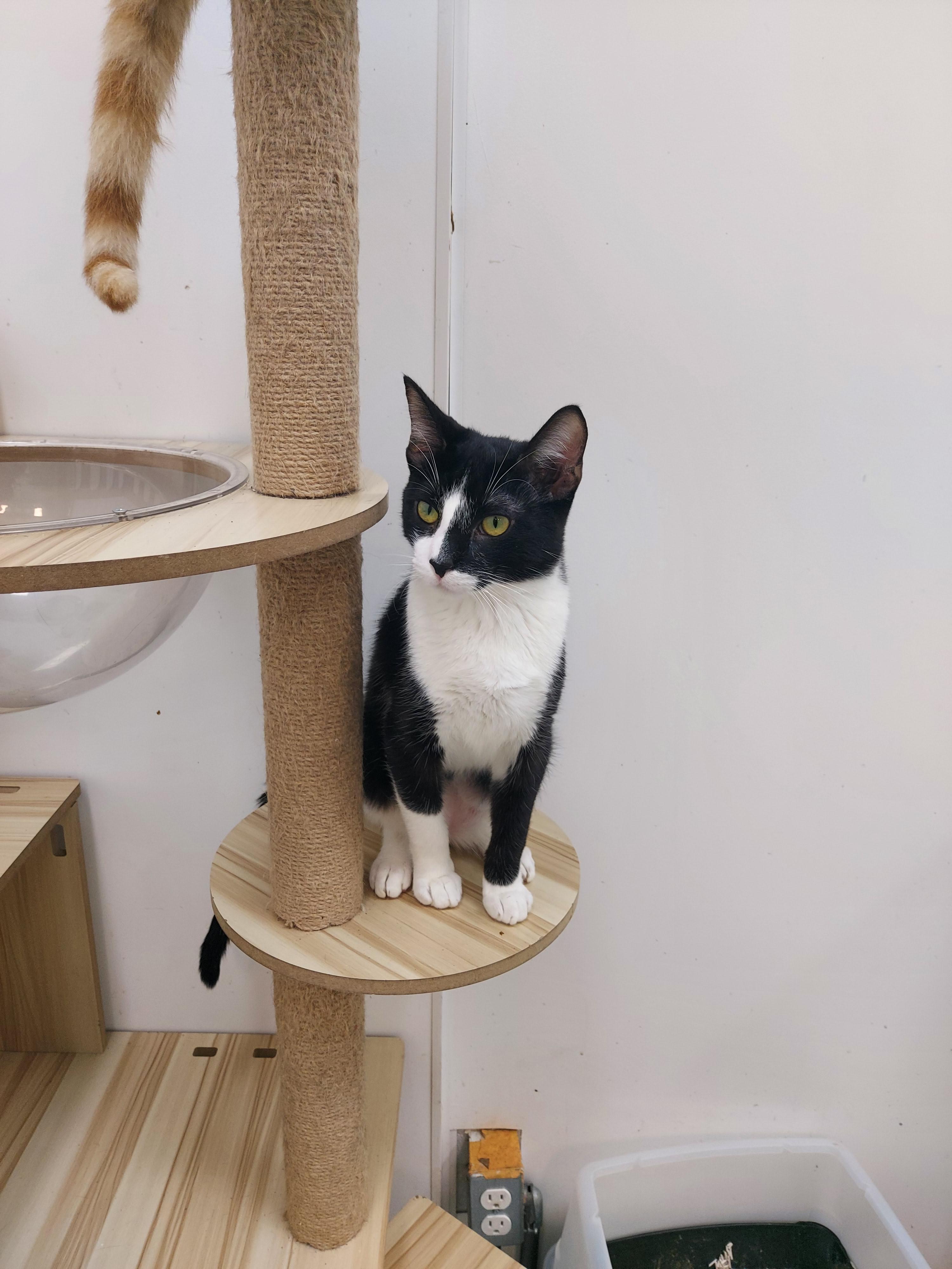 Betty, a Adoptable Domestic Short Hair in chino, CA image 6/6