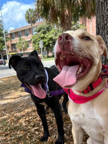 Enlarge Chip, a Adoptable mixed breed in Gainesville, FL image 1/3