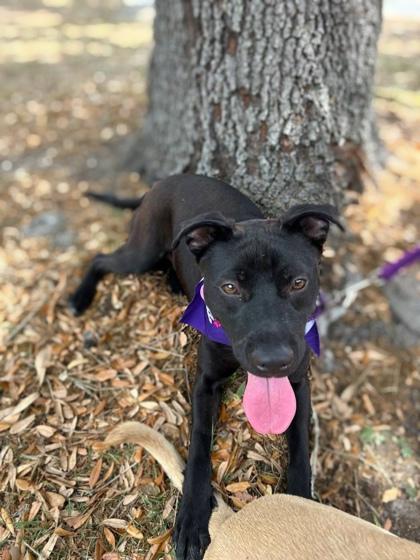 Enlarge Chip, a Adoptable mixed breed in Gainesville, FL image 2/3