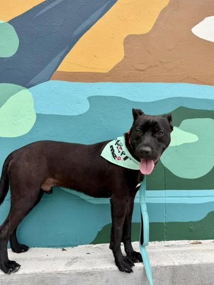 Enlarge Chip, a Adoptable mixed breed in Gainesville, FL image 3/3