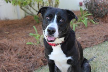 Clara, Adoptable, Adult Female American Bulldog & Shepherd.