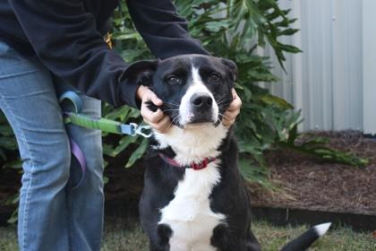 Clara, Adoptable, Adult Female American Bulldog & Shepherd.