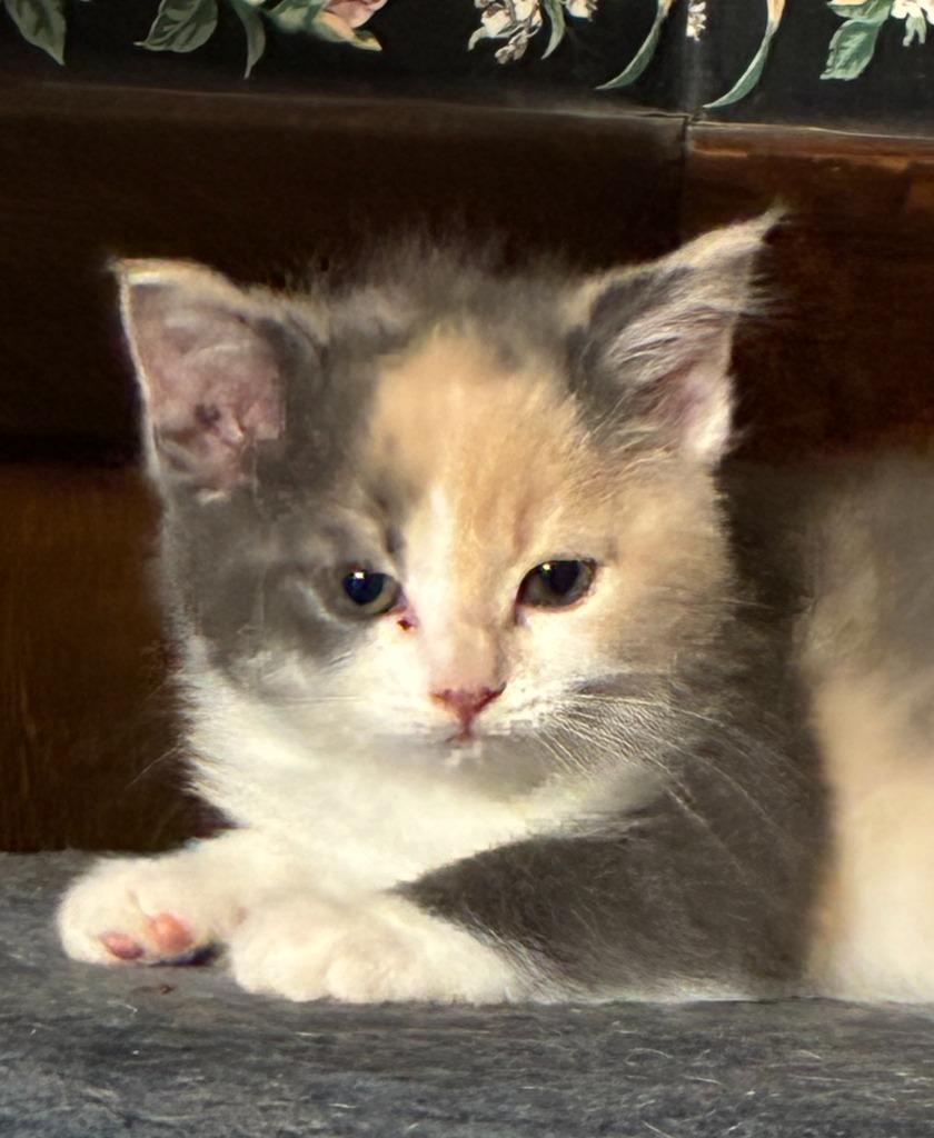 Willow, Adopted, Kitten Female Calico.