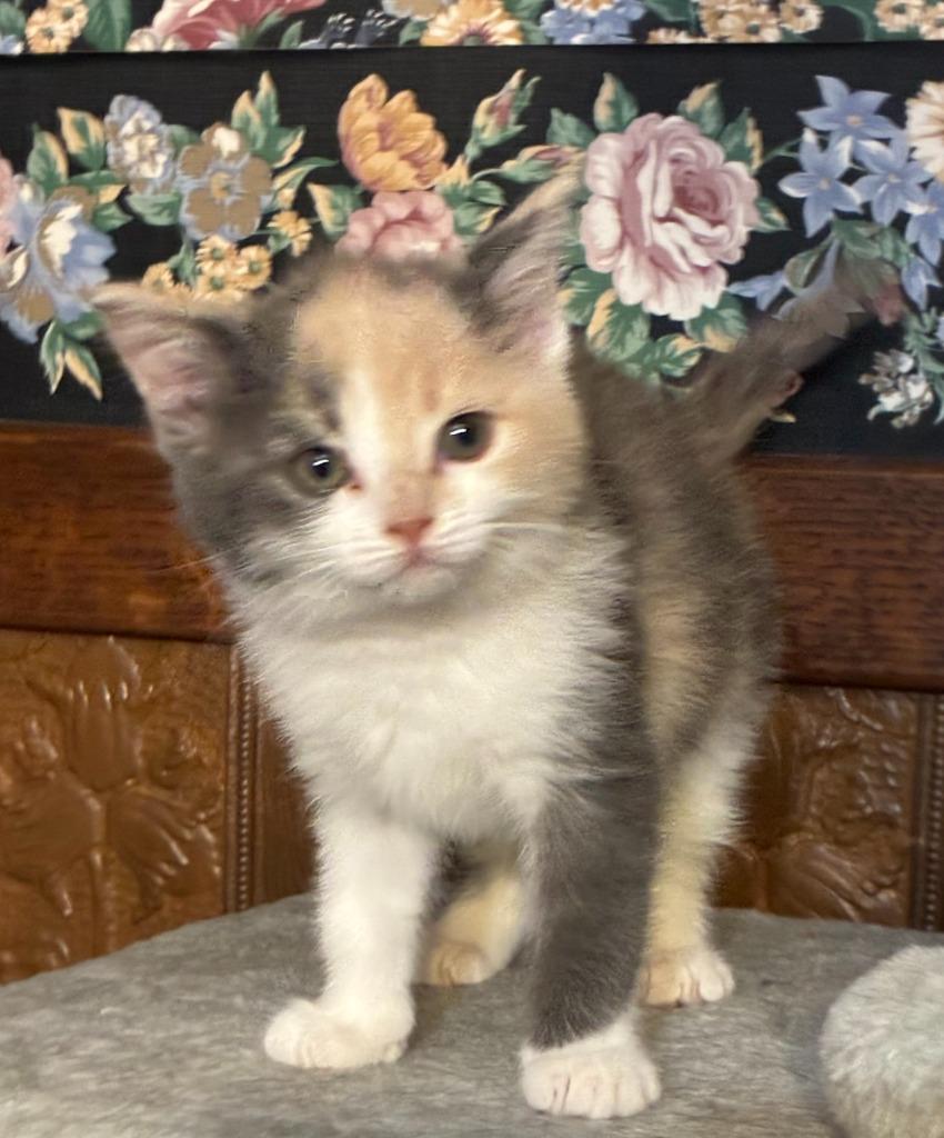 Enlarge Willow, a Adopted Calico in Portland, IN image 2/3