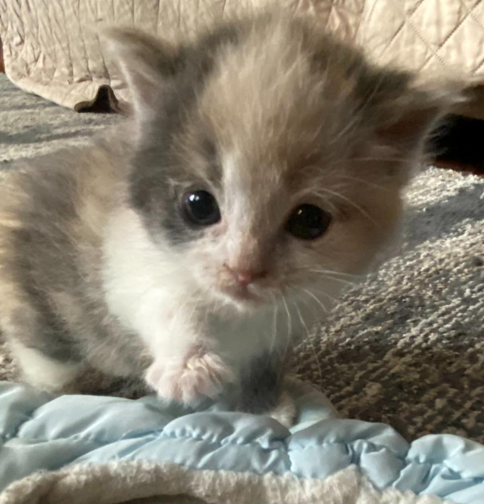 Enlarge Willow, a Adopted Calico in Portland, IN image 3/3
