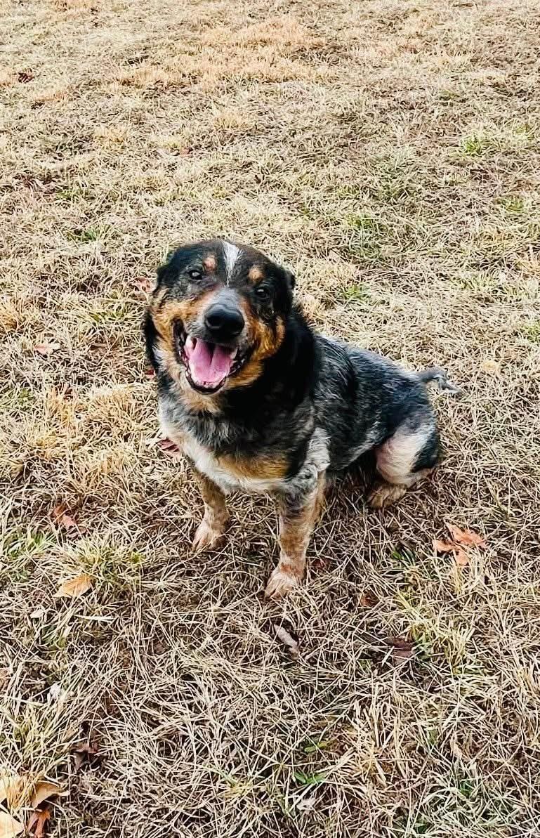 Chuppy, a Adoptable Australian Cattle Dog / Blue Heeler in Winchester , VA image 1/6