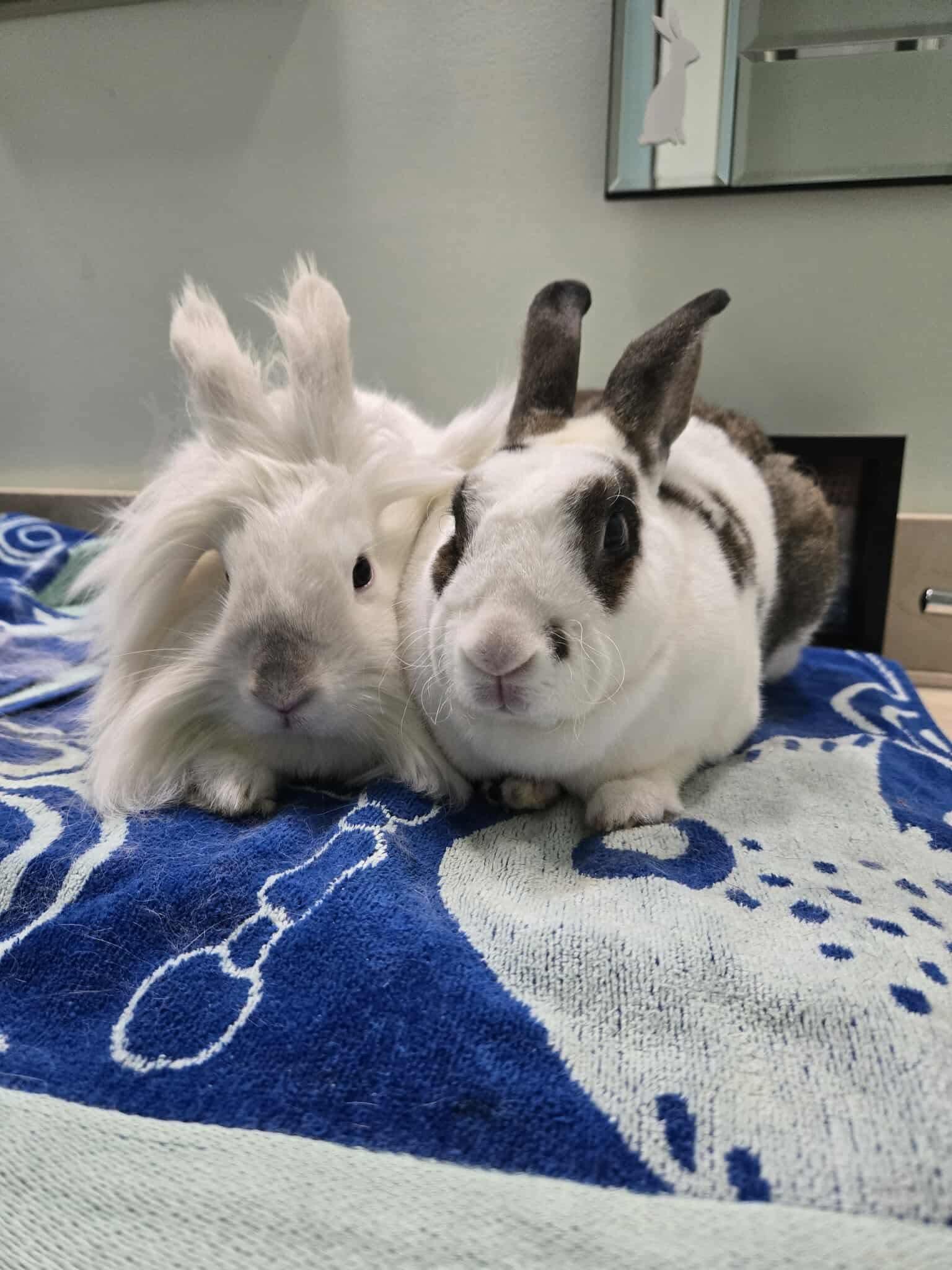 Crouton & Della, Adoptable, Adult Male Lionhead & Mini Rex.