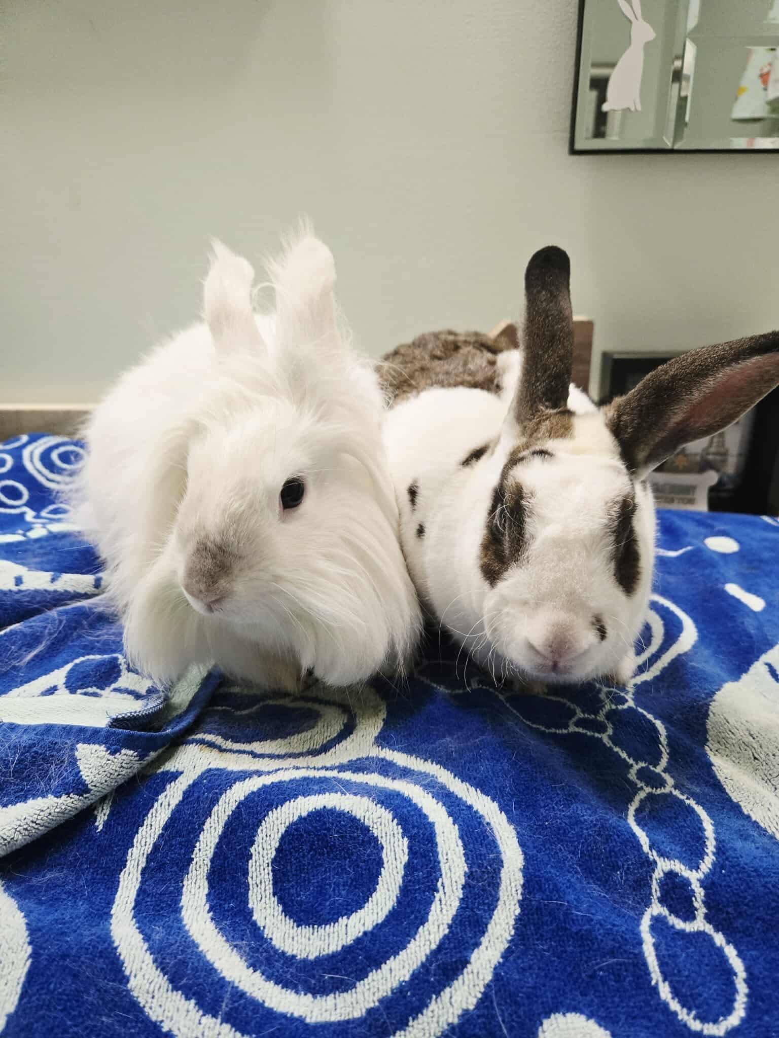 Enlarge Crouton & Della, a Adoptable mixed breed in Willowbrook, IL image 2/4