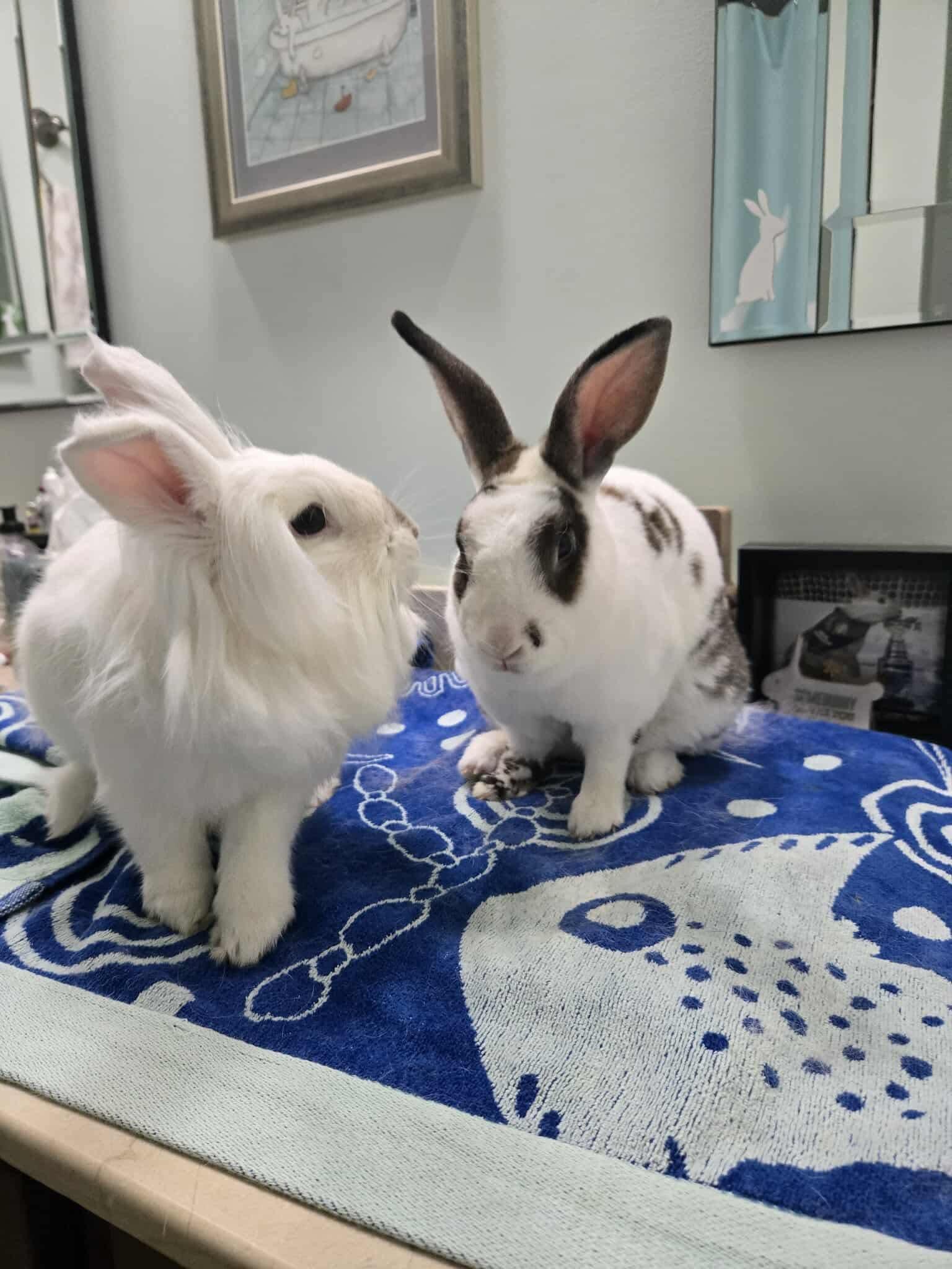 Crouton & Della, Adoptable, Adult Male Lionhead & Mini Rex.