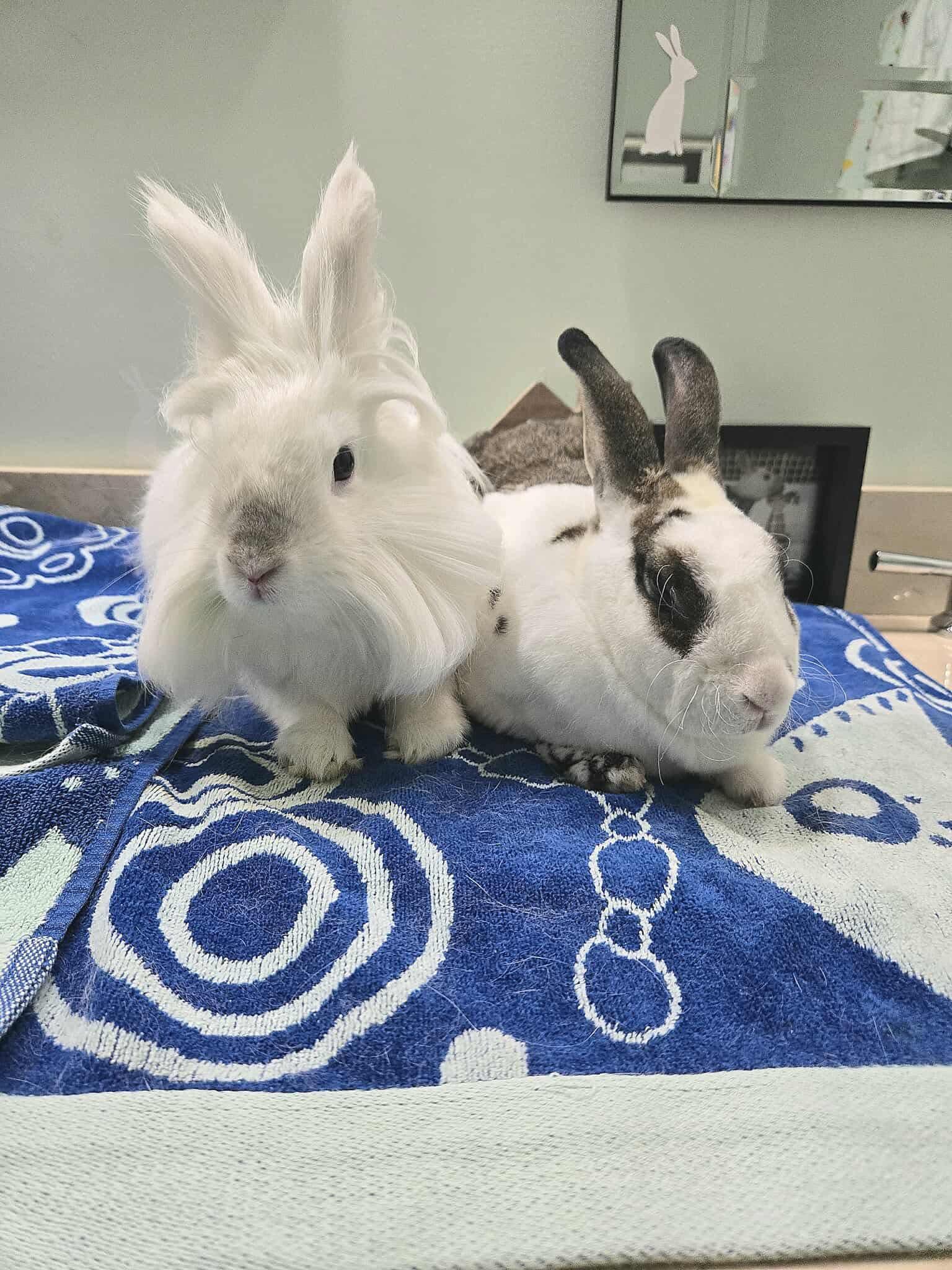 Enlarge Crouton & Della, a Adoptable mixed breed in Willowbrook, IL image 4/4