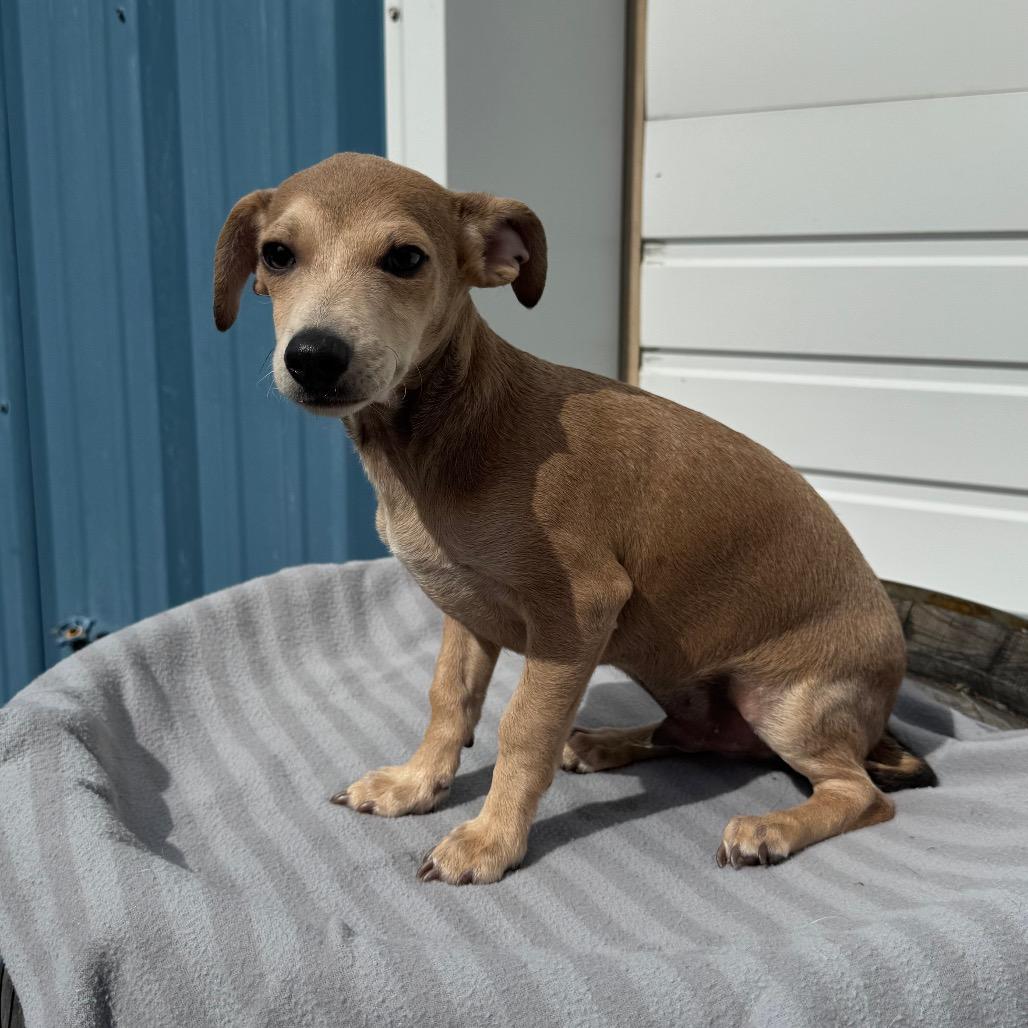 Biscuit, Adoptable, Puppy Male Chihuahua & Mixed Breed.