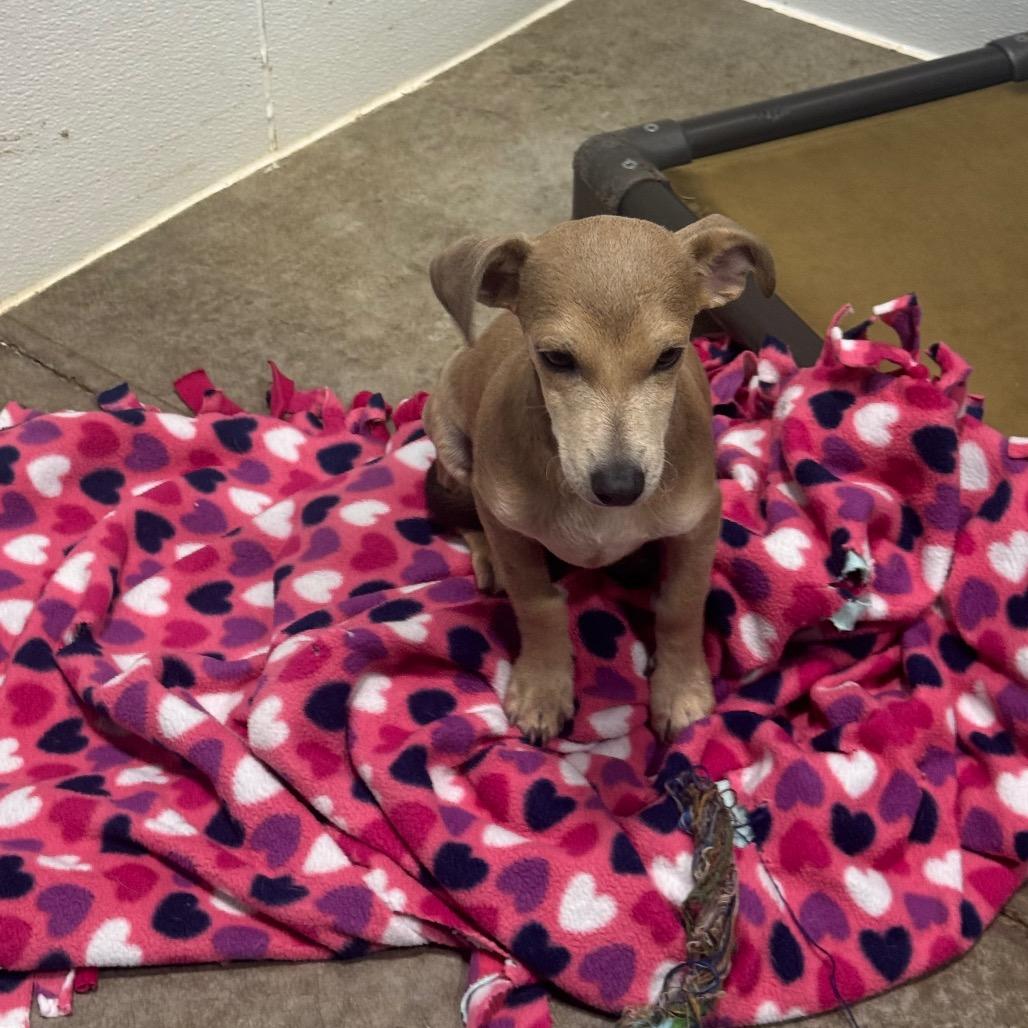 Enlarge Biscuit, a Adoptable mixed breed in Newberg, OR image 2/6