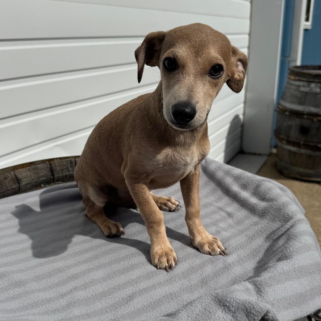 Enlarge Biscuit, a Adoptable mixed breed in Newberg, OR image 3/6