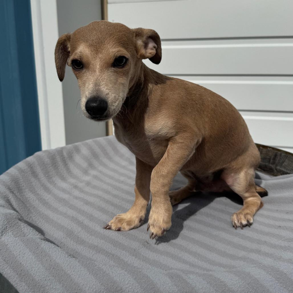 Enlarge Biscuit, a Adoptable mixed breed in Newberg, OR image 4/6