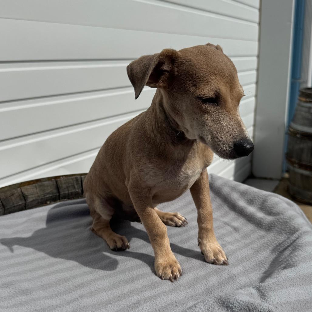 Enlarge Biscuit, a Adoptable mixed breed in Newberg, OR image 5/6